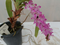 다화지갑란.중국원종.예쁜핑크색꽃.은은한향.인테리어효과.귀한상품.~ : 꽃천지