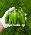 [산지직송] 은성농장 무선별 못난이 과일고추 2kg/4kg : 은성농장