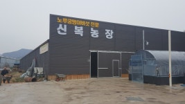 노루궁뎅이버섯즙 100ml x30포 무농약 신복농장 이경은 : 신복농장노루궁뎅이버섯