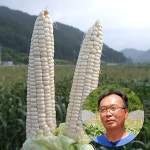 햇 생옥수수 괴산대학찰옥수수 괴산찰옥수수 30개 1박스 : 더착한농부