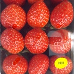 풀잎농장 맛있는 대파 1kg : 풀잎농장