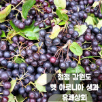 [유쾌상회] 청정 강원도 삼척 고원 햇 아로니아 생과 초크베리 2kg : 유쾌상회