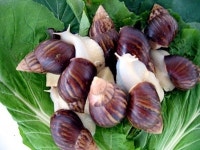 순살달팽이 1kg : 동명달팽이농장