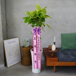 뱅갈고무나무 카페 사무실 식당 개업 : 초록화원