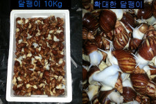 살아있는 식용달팽이10kg : 동명달팽이농장