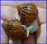 애완달팽이 백와달팽이(소) 2마리 키우기 세트 : 동명달팽이농장