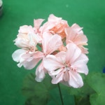 수지뷰티 : 썬갤러리농원