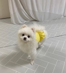 강아지옷 까니쉬 후라이스 스모크 크롭 티 원피스_4COLOR/xs~XL : 까니쉬