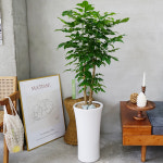 녹보수 개업화분 배달 문구 카페 관엽식물 : 초록화원