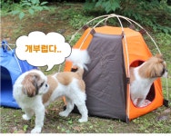 야외 캠핑뿐아니라 집에서도 사용가능한 소중한 반려견을 위한 개 텐트 강아지 텐트 인디언 : 위캔두몰