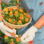 [송이골]홍화씨 전문 농장  홍화씨즙 120ml 20포 : 송이골