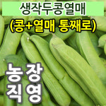 햇 생작두콩(콩+열매 통째로) 10kg 순차적 발송 / 건 작두콩 깍지 차 효소 직영농장 : 나주빛가람농장