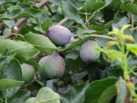 천하일품 푸룬(푸른) 고당도 서양자두 국산 수확 안동/마지막 절찬 판매 : 천하일품감귤농장