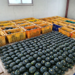제주도 미니밤호박 2kg 3kg 5kg : 제주GOFARM