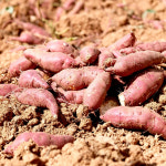 고구마 해남 꿀 베니하루카 5kg 10kg : 농장에서 바로