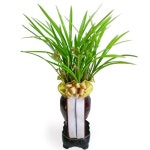 천향 동양란 난 승진 취임 영전 인사이동 화분 개업 이전 이사 축하 장식 선물 공기정화 : 봄이와플라워