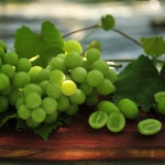 김천숲채원힐링농장 샤인머스켓 수확 : 김천숲채원힐링농원