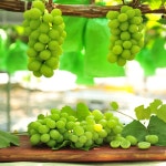 김천숲채원힐링농장 샤인머스켓 수확 : 김천숲채원힐링농원