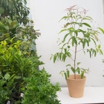 미리내가든 향진한 대형 레몬유칼립투스 사진수형 반려식물 : 미리내가든