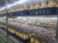 [산지직송]무농약 느타리 2kg 당일수확  대용량 식당 2박스묶음 배송비절약 정기구독 500원할인 최대 4%적립 : 나는야버섯농부