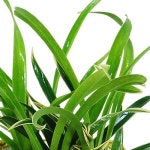 환희 동양란 난 승진 취임 영전 인사이동 화분 개업 이전 이사 축하 장식 선물 공기정화 : 봄이와플라워