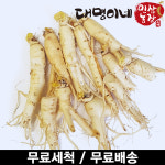 오쿠용 1회분 세척 인삼 수삼 파삼 250g : 대명이네인삼농장