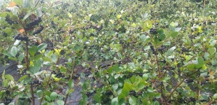 2025 울산 무룡산 구산 산골 친환경 아로니아 농원 생과(5kg) : 구산산골 아로니아농원