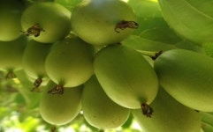 찰현미다래초 토종다래 현미 찰현미 천연발효식초3년이상숙성 치악다래농장 치악산국립공원 : 치악다래농장