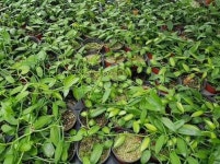 바닐라(무늬) : 도레미꽃농장