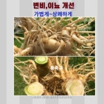 식물성콜라겐 금화규즙 자연을담다 다림골보원당 : 보원당 다림골