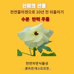 식물성콜라겐 금화규즙 자연을담다 다림골보원당 : 보원당 다림골
