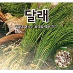 달래 종구 씨앗 400g -봄철무침나물 : 쑤기네마트