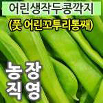 햇 생 작두콩 어린꼬투리 통째 10kg / 작두콩 깍지 건 차 효소 생산자 농장 국산 : 나주빛가람농장