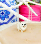 몽주르 동물도자기피규어 실버목걸이(오드아이고양이, 포메라니안, 종달새, 달마시안) : 몽주르