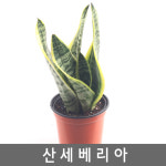 공기정화식물소형50여종/화분/미세먼지/관엽식물/허브 : 도시농업 이삭