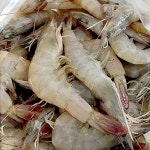 국산 2024 제철 흰다리새우 1kg 대하 새우철 왕새우 활새우 벌교 갯벌 순천만 산지직송 : 새우향