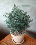 블루버드 (대), 제주삼나무, (스노우화백) 이태리 토분 세트, Forest Floor : Forest Floor