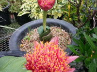 핑크알비프로스.핑크털군자란.핑크밍크분꽃 .꽃대있어요~.고급종. : 꽃천지