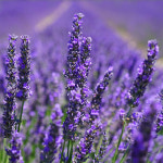 라벤더 플로럴워터 100ml 천연화장품 만들기 재료 원료 : 아로마케이