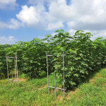 산지직송 영암 무화과 제철 청 : 농장에서 바로