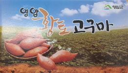 영암 세척 꿀고구마 5kg 6시내고향 영암고구마 : 식탐정