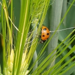 참외 성주참외 유기농참외 꼬마참외 가정용 실속형 5kg : 성주다정농원