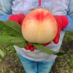 상주 딱복 말랑한 황도 백도 털복숭아 1.5kg 2.5kg 4kg : 백두농원- 복숭아와 곶감