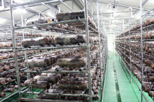 문경 송화고 고기버섯 송고 솔송화버섯  500g 1kg 송이향 고기맛 : e농부