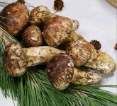 2등급 자연산 송이버섯 : 송이마트