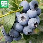 무농약 냉동블루베리(상품) 2kg : 장산 농원
