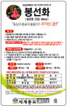 봉선화 씨앗 100립 봉숭아 꽃씨 종자 : 근소텃밭