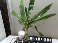 만데란(중국원종).노랑 크림색에 얼룩무늬.채집종.인테리어효과.은은한향.인테리어효과.귀한상품.~ : 꽃천지