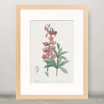 마르타곤 백합 꽃송이시리즈 A3그림액자 / 식물인테리어 보타니컬아트 꽃그림 식물그림 미술관그림 : 아트인어스