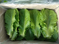 로메인 1kg  1박스 / 오늘 밭에서 수확한 잎로메인 상추 밭에서 바로 보내드립니다. : 미사강변팜
